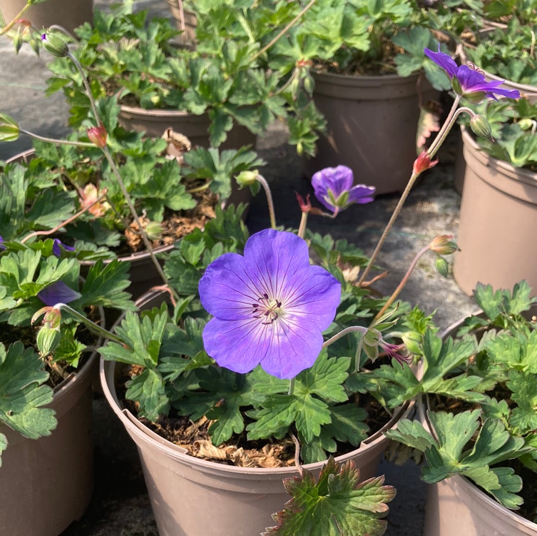 Geranium Rozanne - AGM - Champion Plants