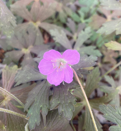 Geranium maculatum 'Espresso' - Champion Plants