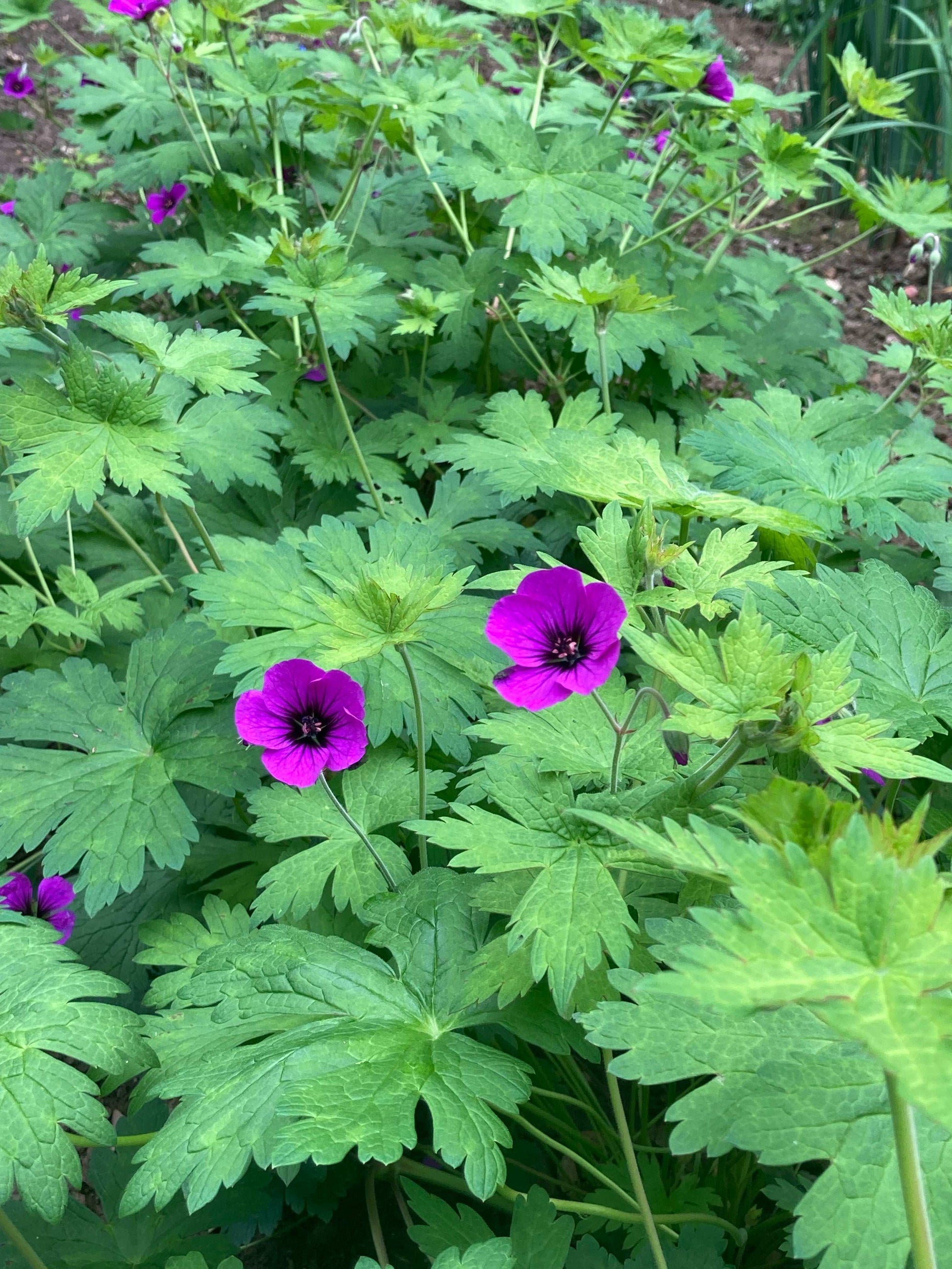 Geranium Anne Thomson - AGM - Champion Plants