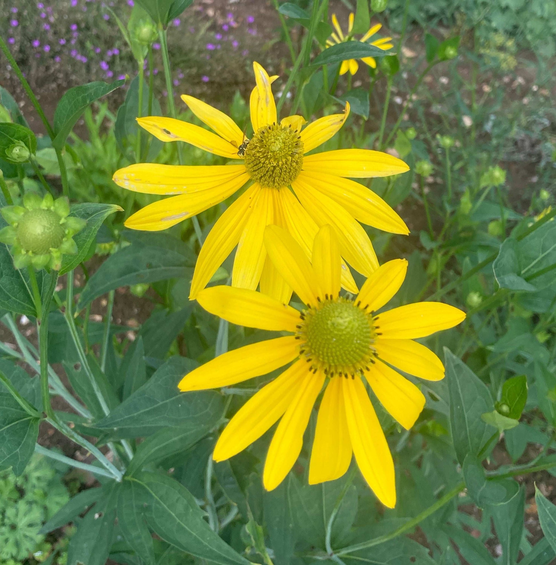 Rudbeckia laciniata Herbstsonne - Champion Plants