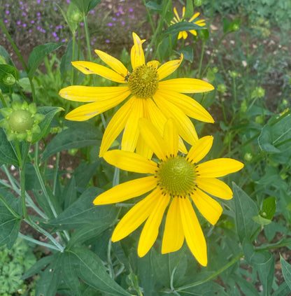 Rudbeckia laciniata Herbstsonne - Champion Plants