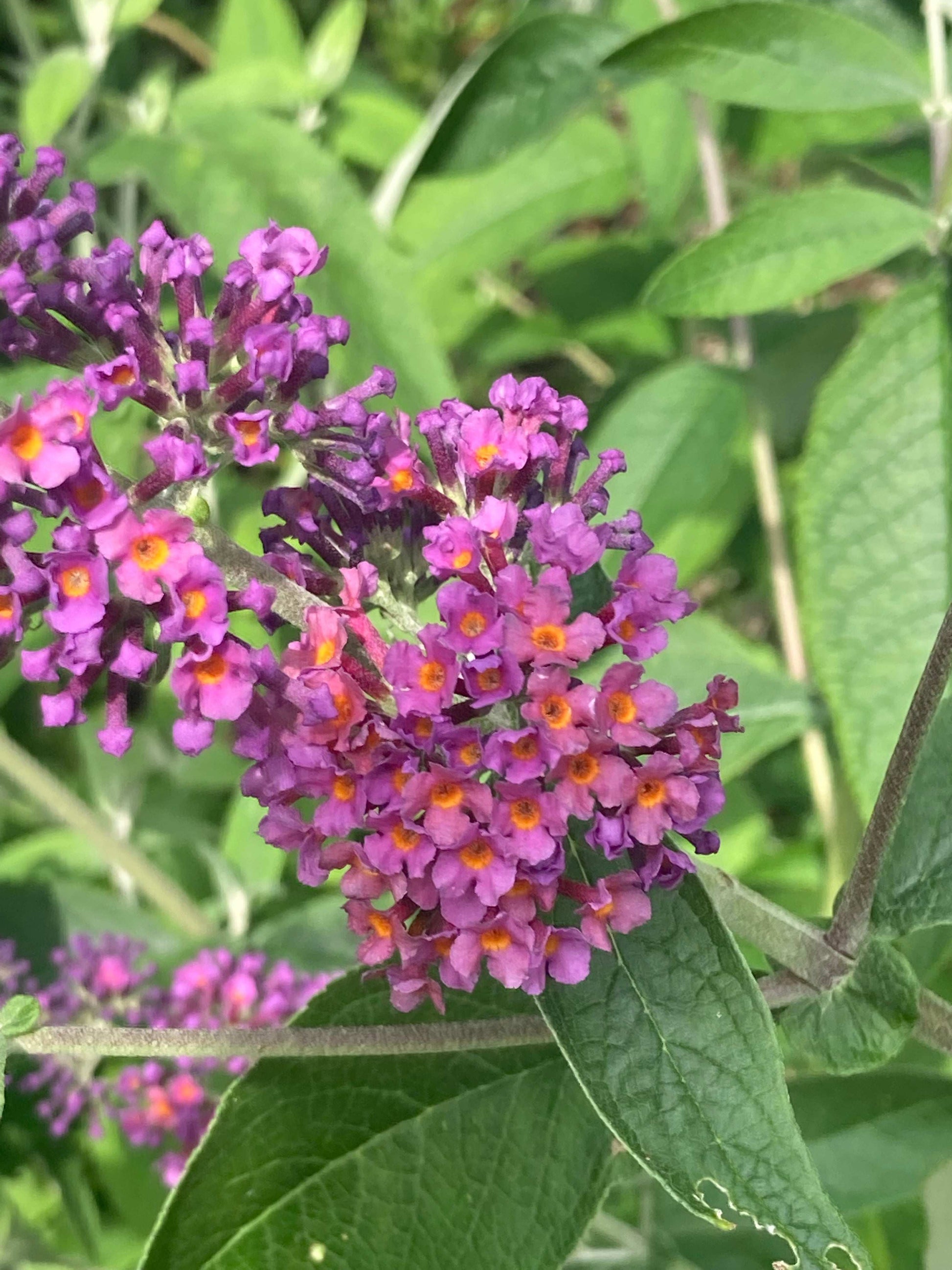 Buddleja (Buddleia) x weyeriana Bicolor (Flower Power) - Champion Plants