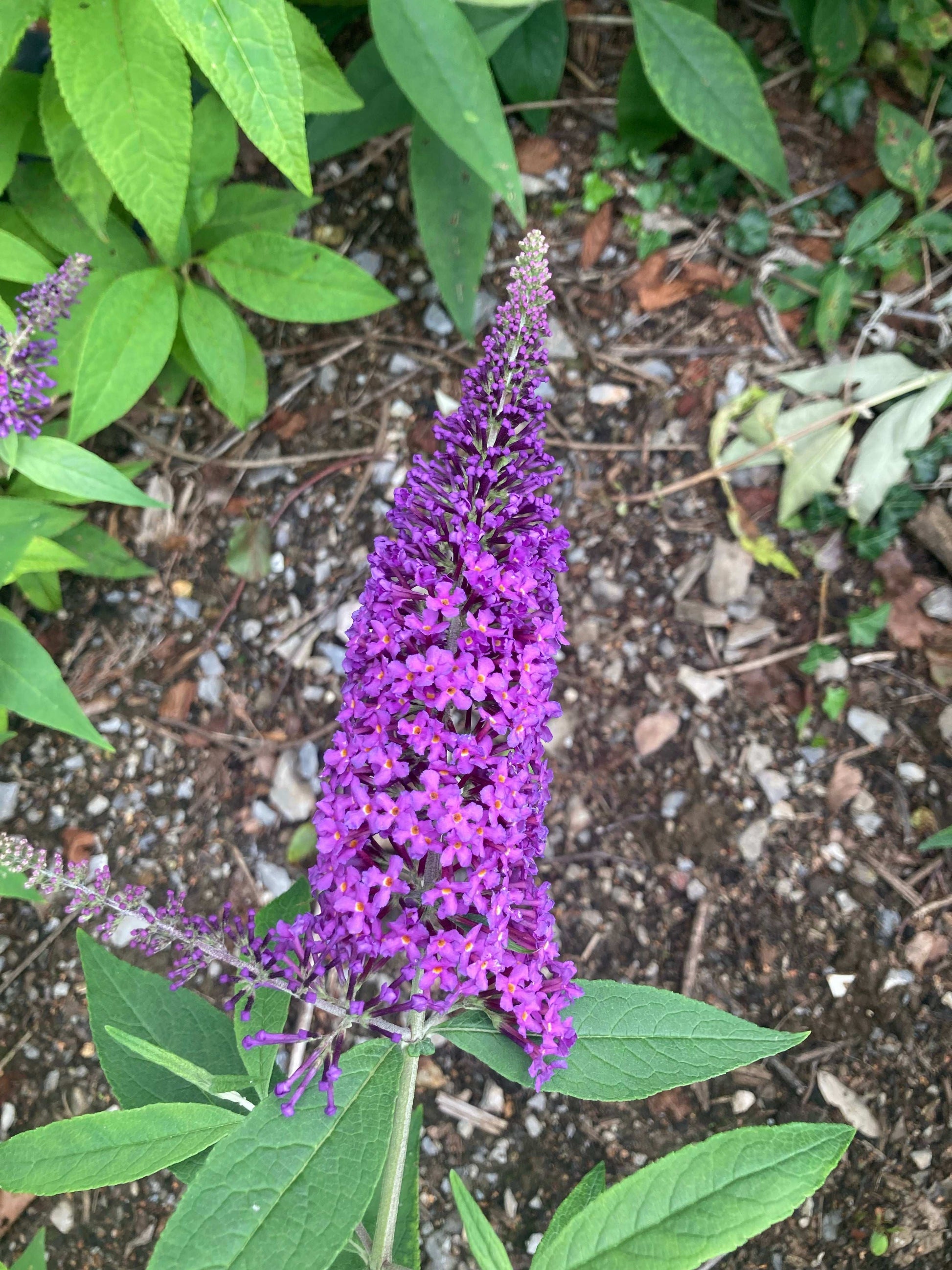 Buddleja (Buddleia) davidii Purple Champion - Champion Plants