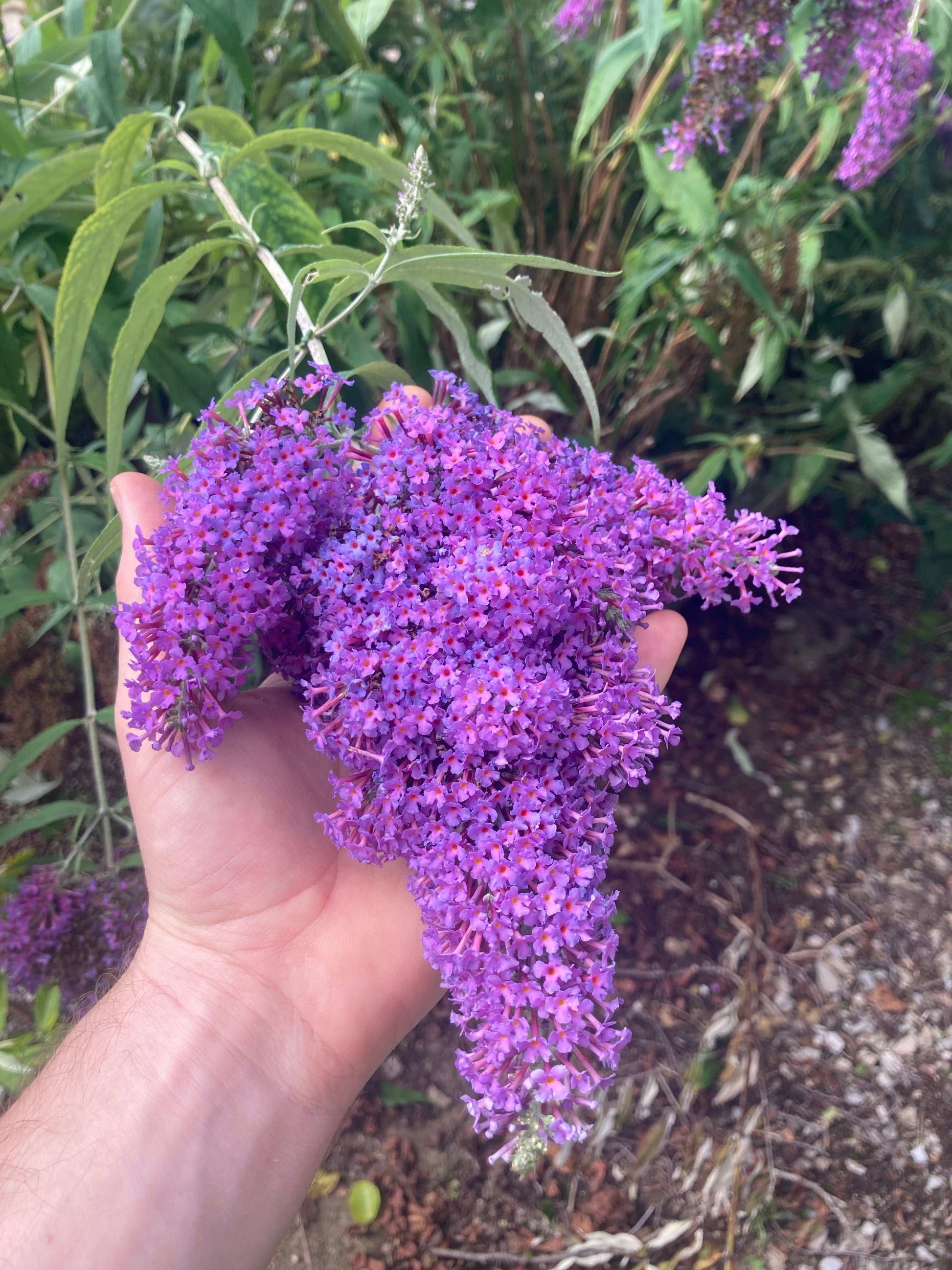 Buddleja (Buddleia) davidii Dartmoor - AGM - Champion Plants