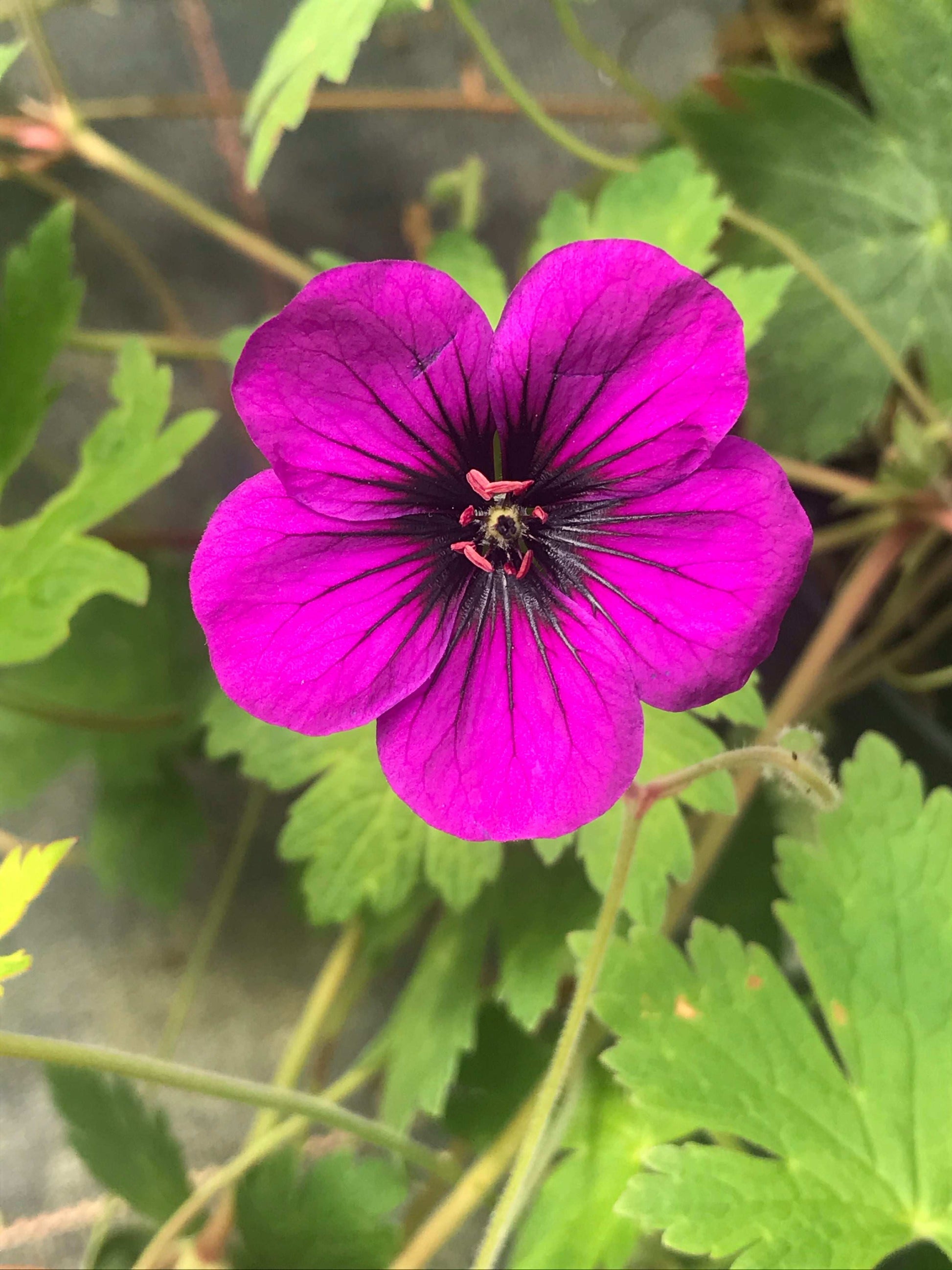 Geranium Ann Folkard - AGM - Champion Plants