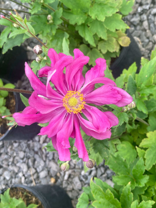 Anemone japonica 'Prinz Heinrich' - Champion Plants