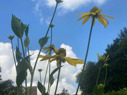 Rudbeckia laciniata Herbstsonne - Champion Plants