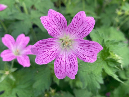 Geranium × oxonianum Wargrave Pink - Champion Plants