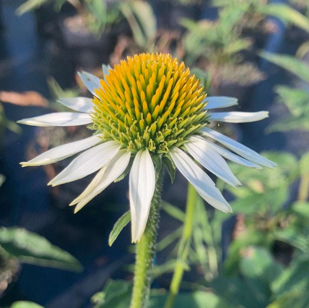 Echinacea purpurea Happy Star - Champion Plants