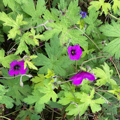 Geranium Ann Folkard - AGM - Champion Plants