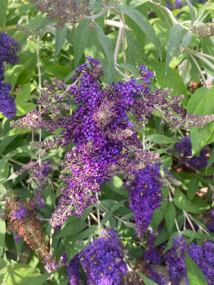 Buddleja (Buddleia) davidii Panache - Champion Plants