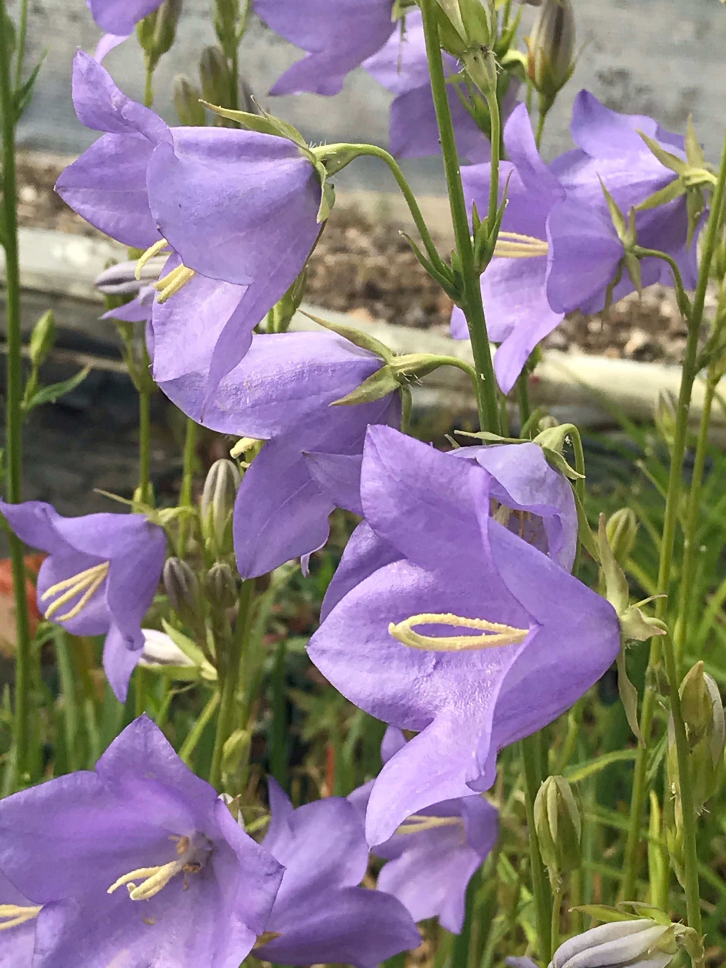 Campanula persicifolia Blue Bloomers - Champion Plants