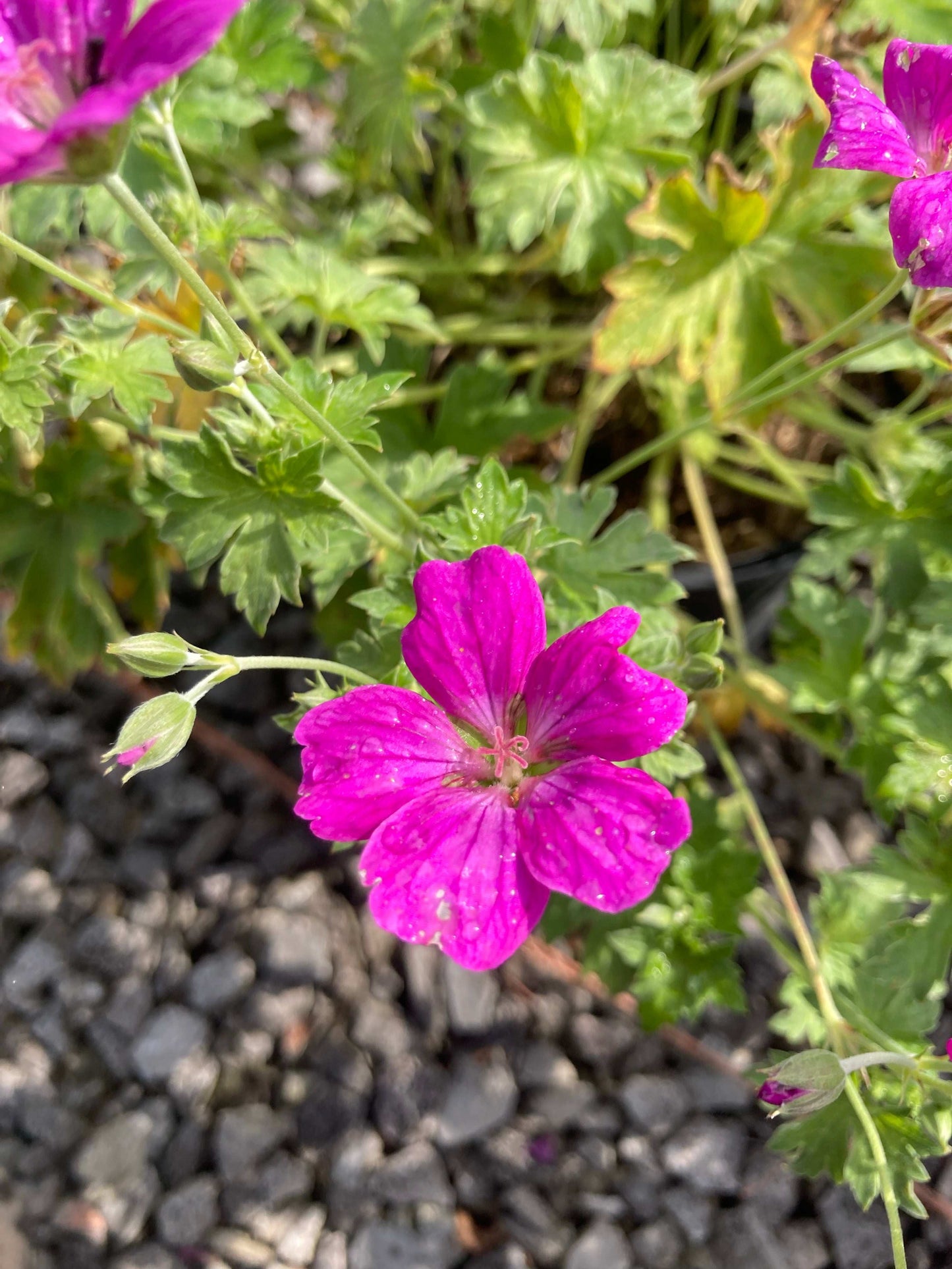 Geranium × riversleaianum Russell Pritchard AGM - Champion Plants