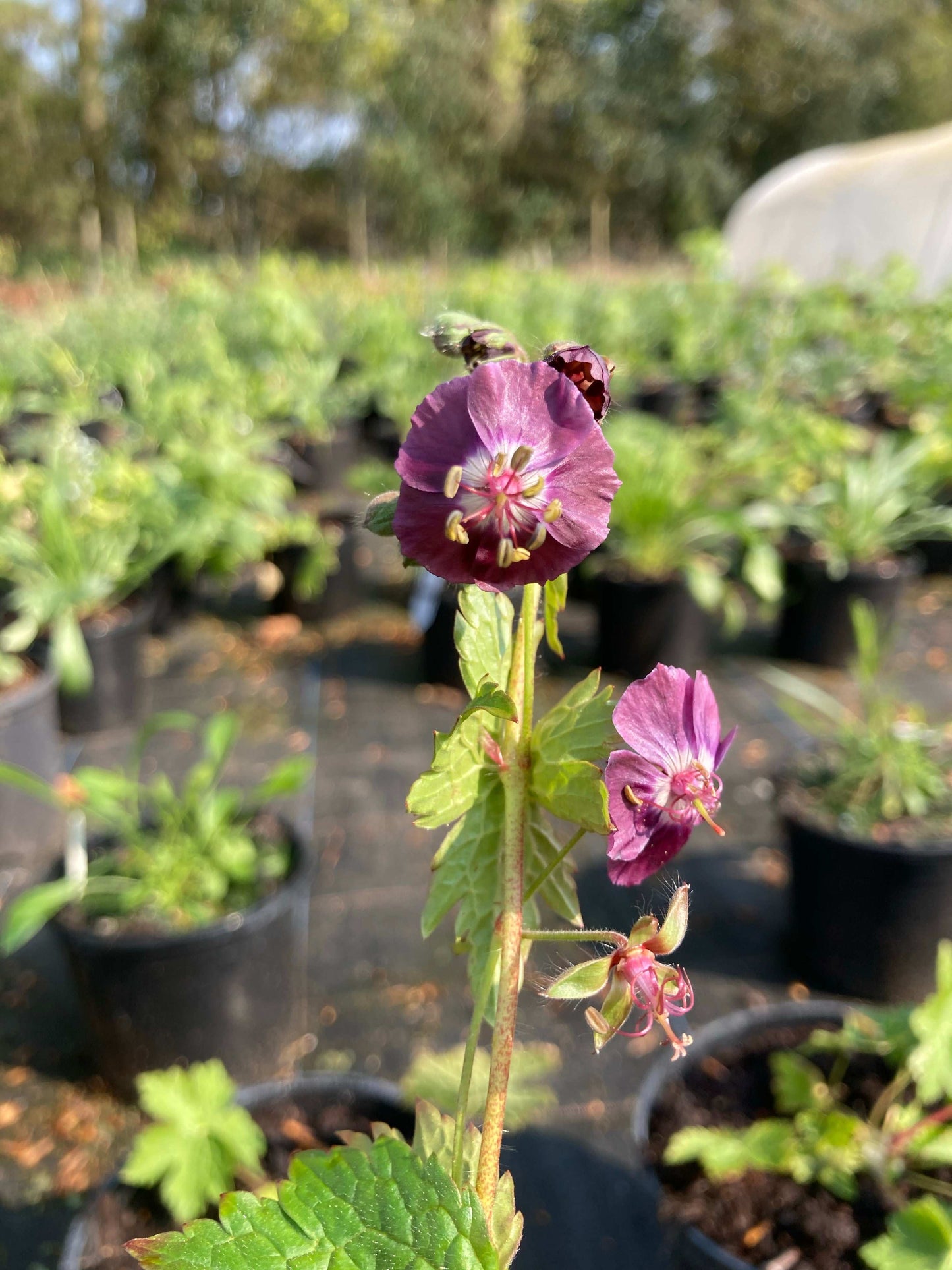 Geranium phaeum - Champion Plants