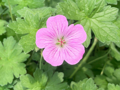 Geranium × riversleaianum Jean Armour - Champion Plants