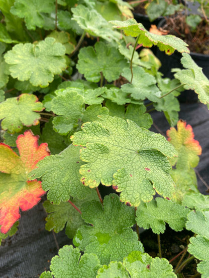 Geranium 'Philippe Vapelle' - Champion Plants