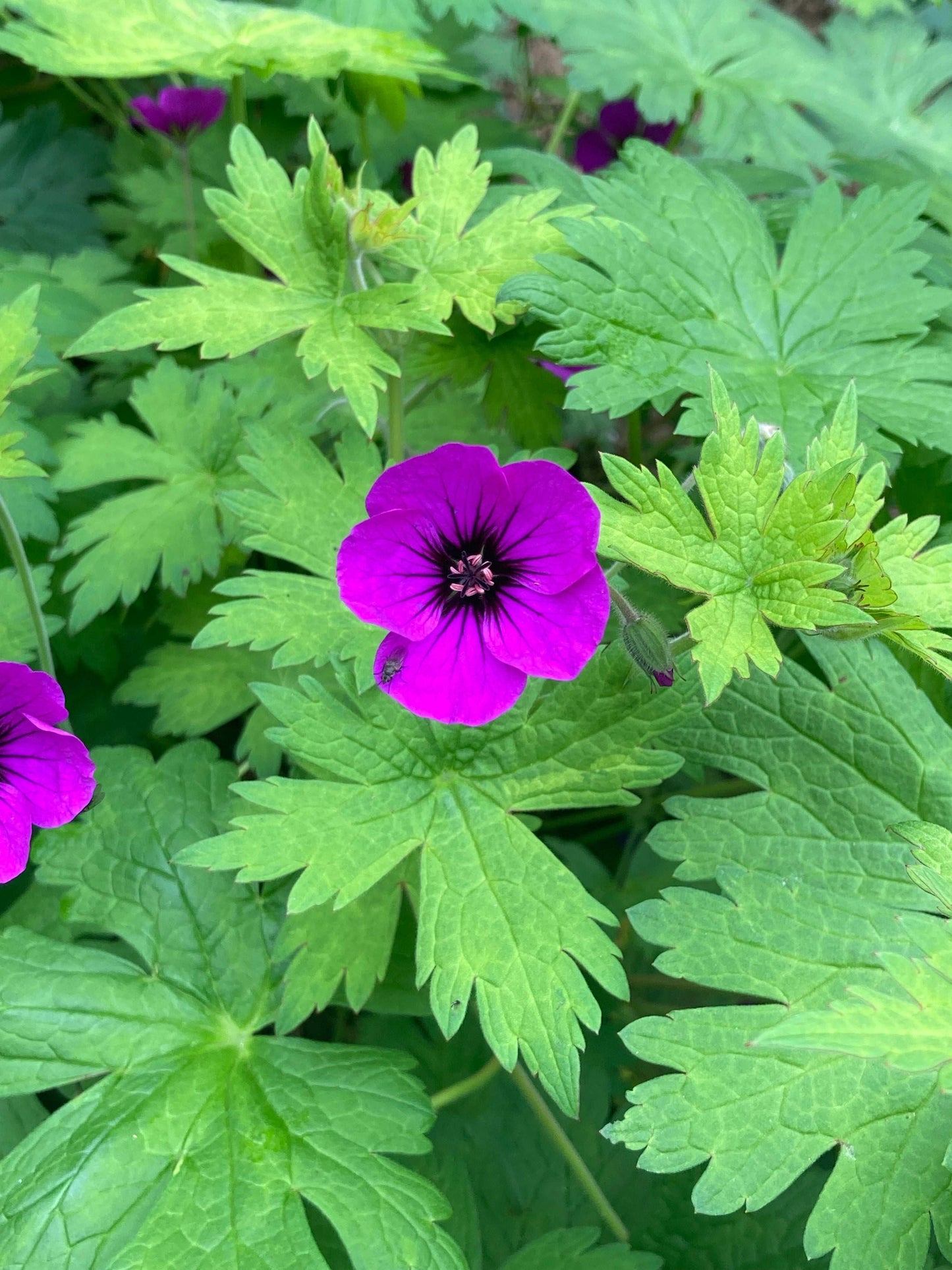 Geranium Anne Thomson - AGM - Champion Plants