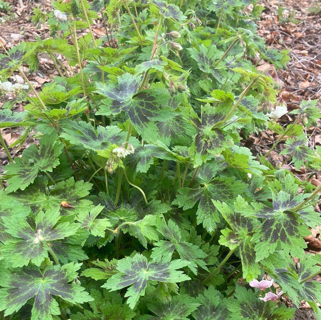 Geranium phaeum Misty Samobor - Champion Plants