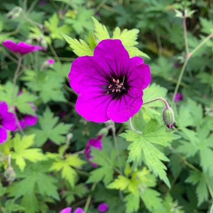 Geranium Anne Thomson - AGM - Champion Plants