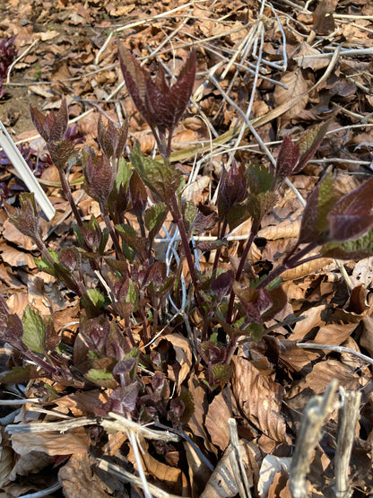 Eupatorium Rugosum 'Chocolate' - Champion Plants