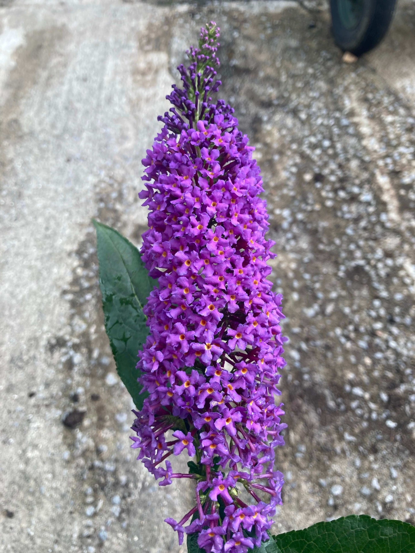 Buddleja (Buddleia) davidii Purple Champion - Champion Plants