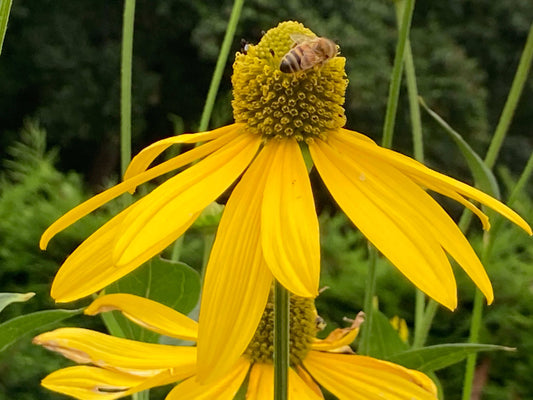 Rudbeckia laciniata Herbstsonne - Champion Plants