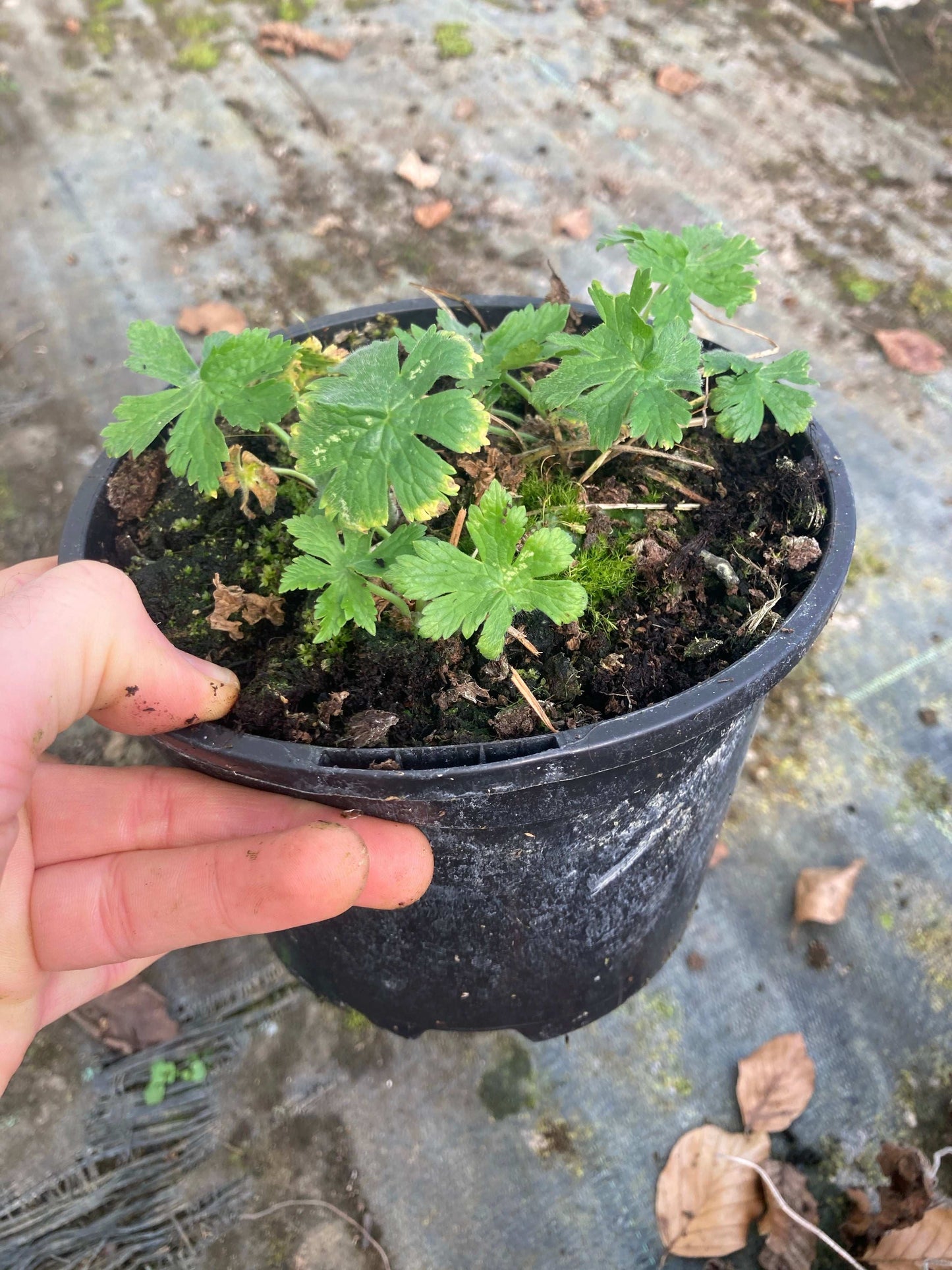 Geranium phaeum Album - Champion Plants