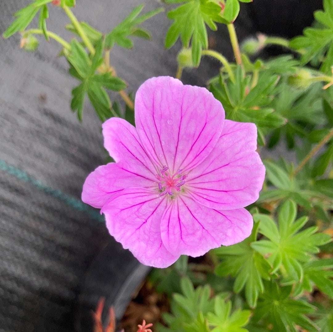 Geranium sanguineum Glenluce - Champion Plants