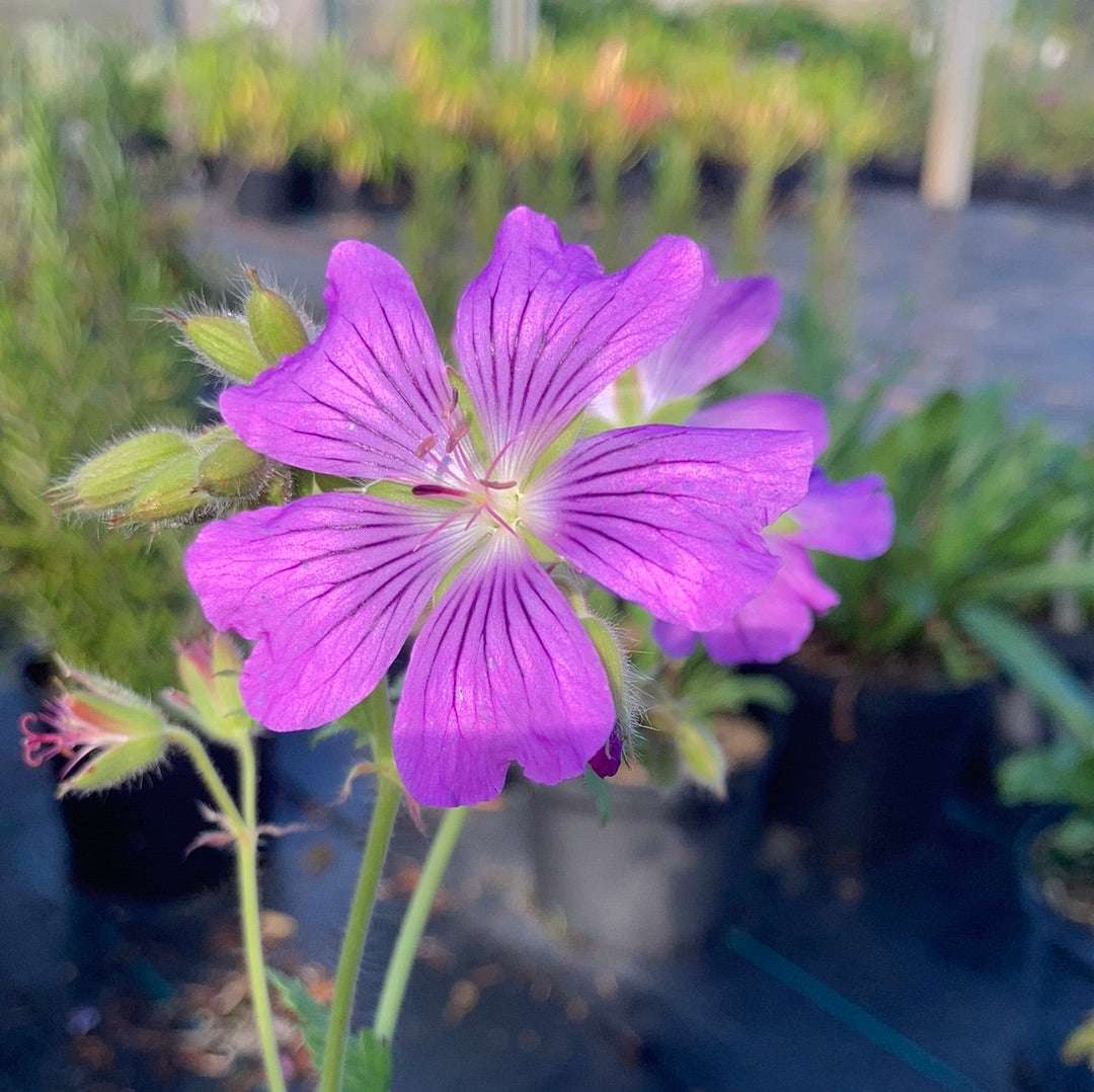 Geranium Sirak - Champion Plants