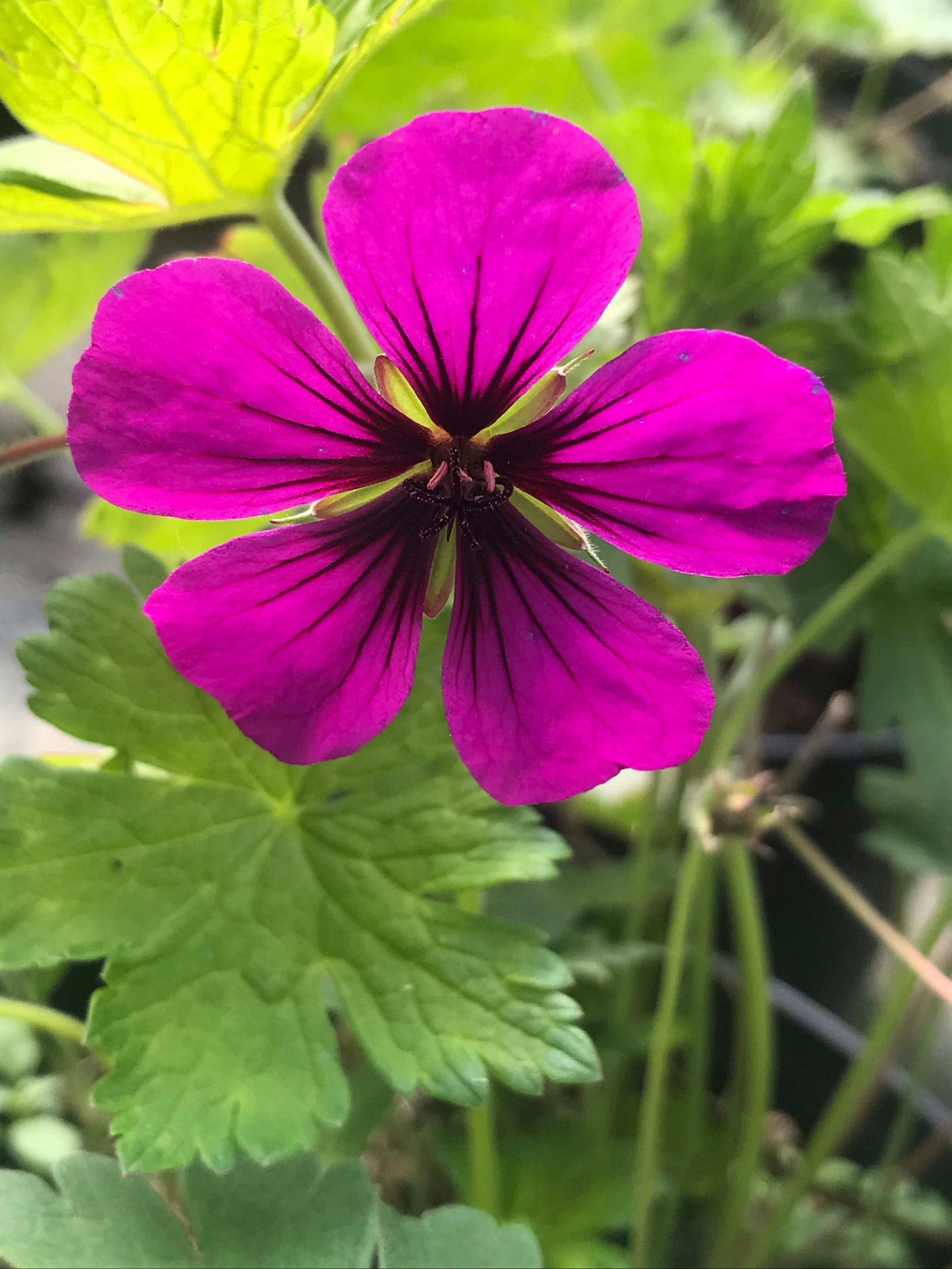 Geranium Anne Thomson - AGM - Champion Plants