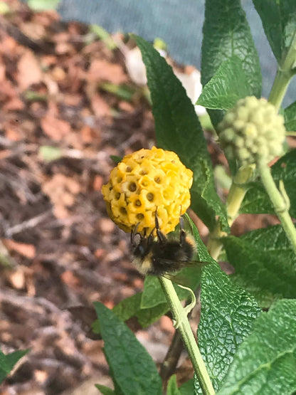 Buddleja (Buddleia) globosa Lemon Ball - Champion Plants