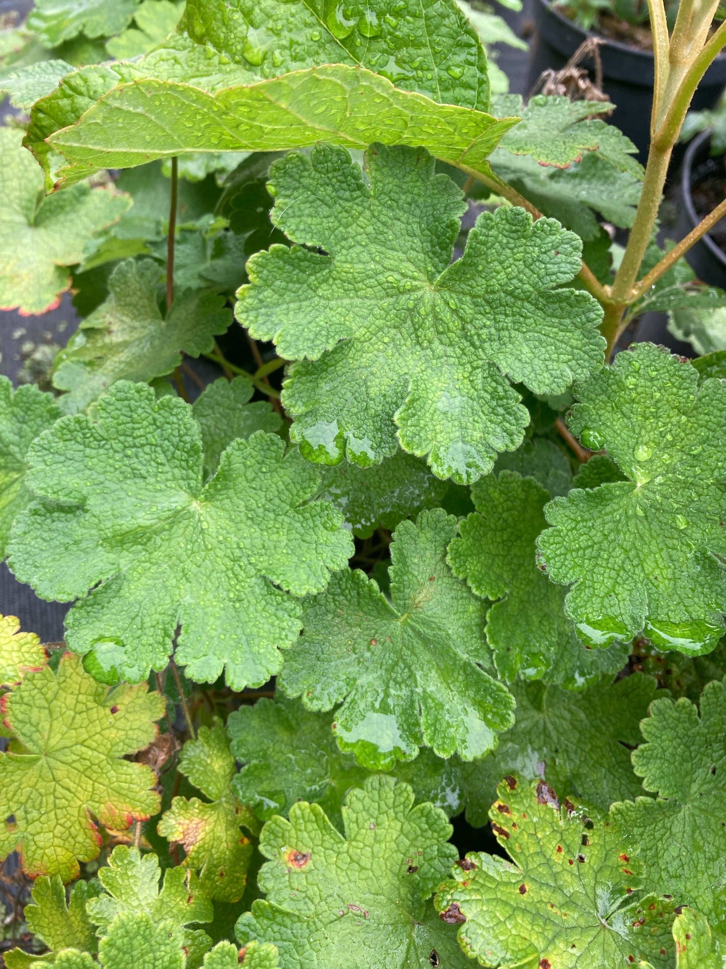 Geranium 'Philippe Vapelle' - Champion Plants