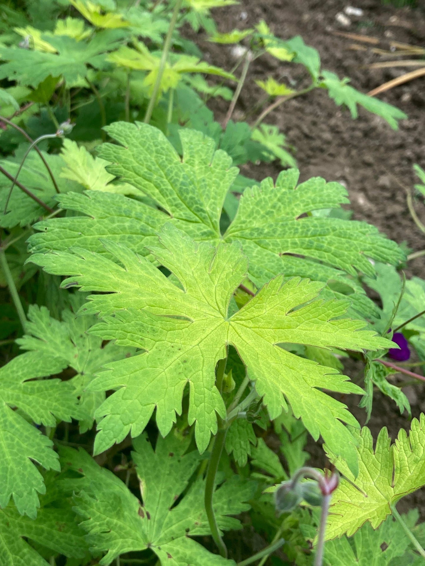 Geranium Ann Folkard - AGM - Champion Plants