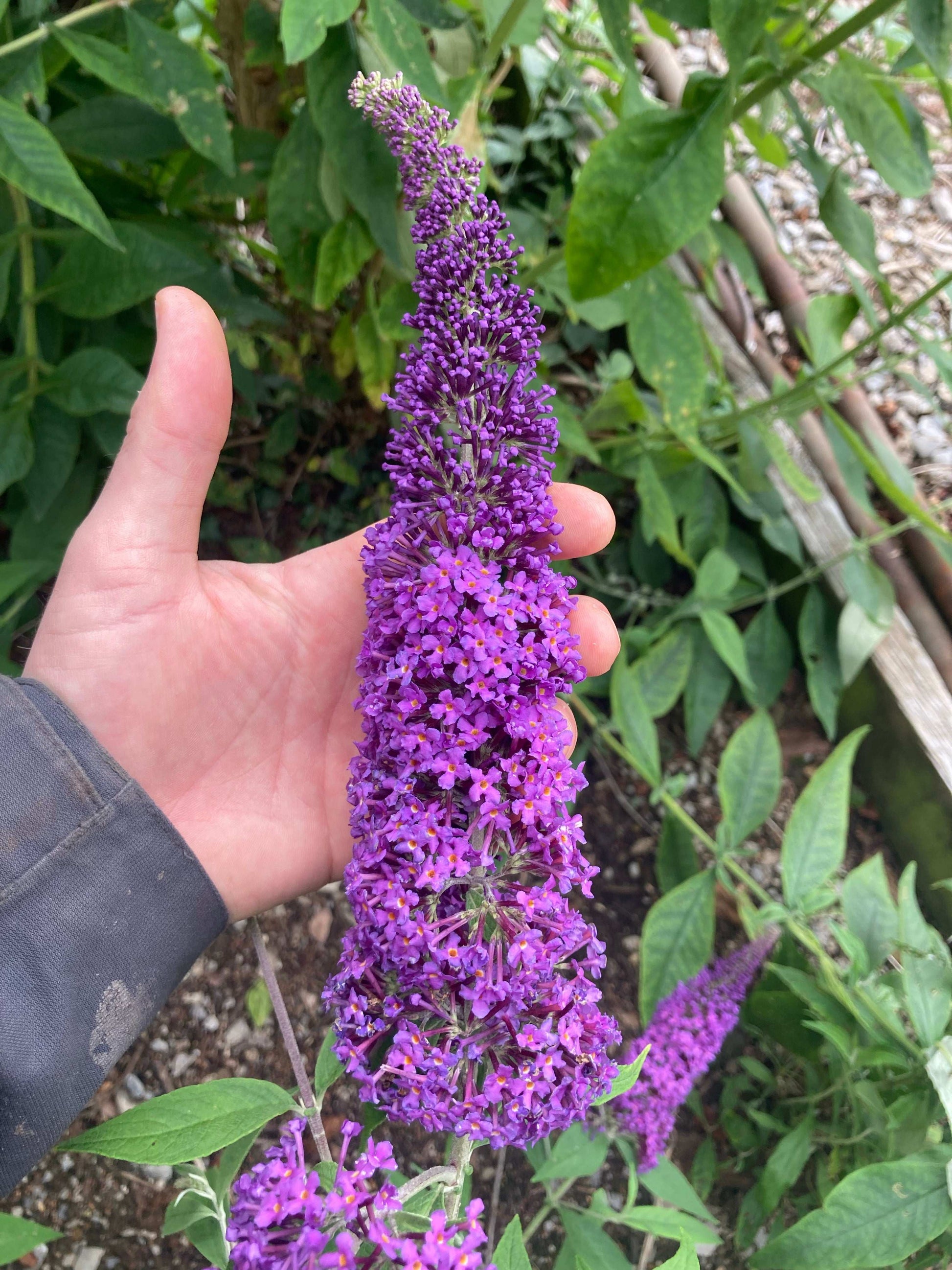 Buddleja (Buddleia) davidii Purple Champion - Champion Plants