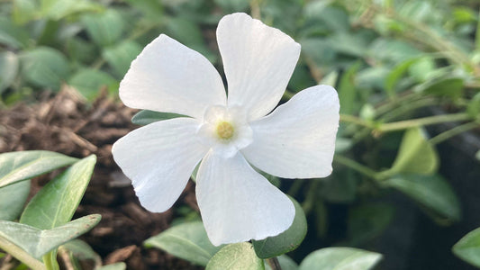 Vinca minor Alba - Champion Plants