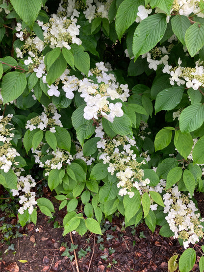 Viburnum plicatum Mariesii - AGM - Champion Plants