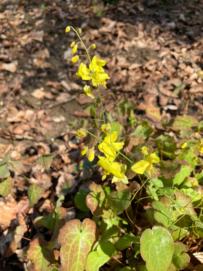 Epimedium Wisley Form - Champion Plants