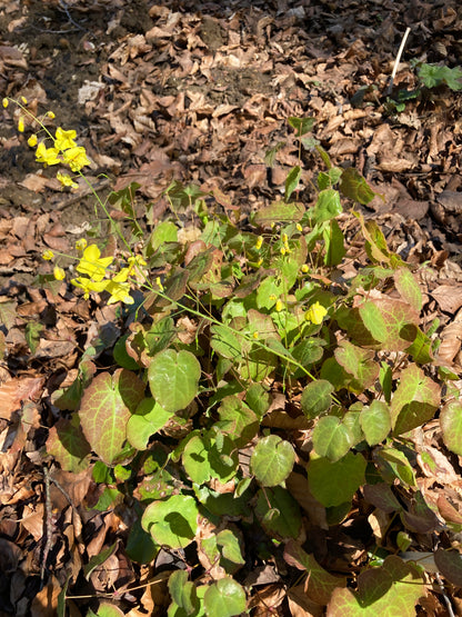 Epimedium Wisley Form - Champion Plants