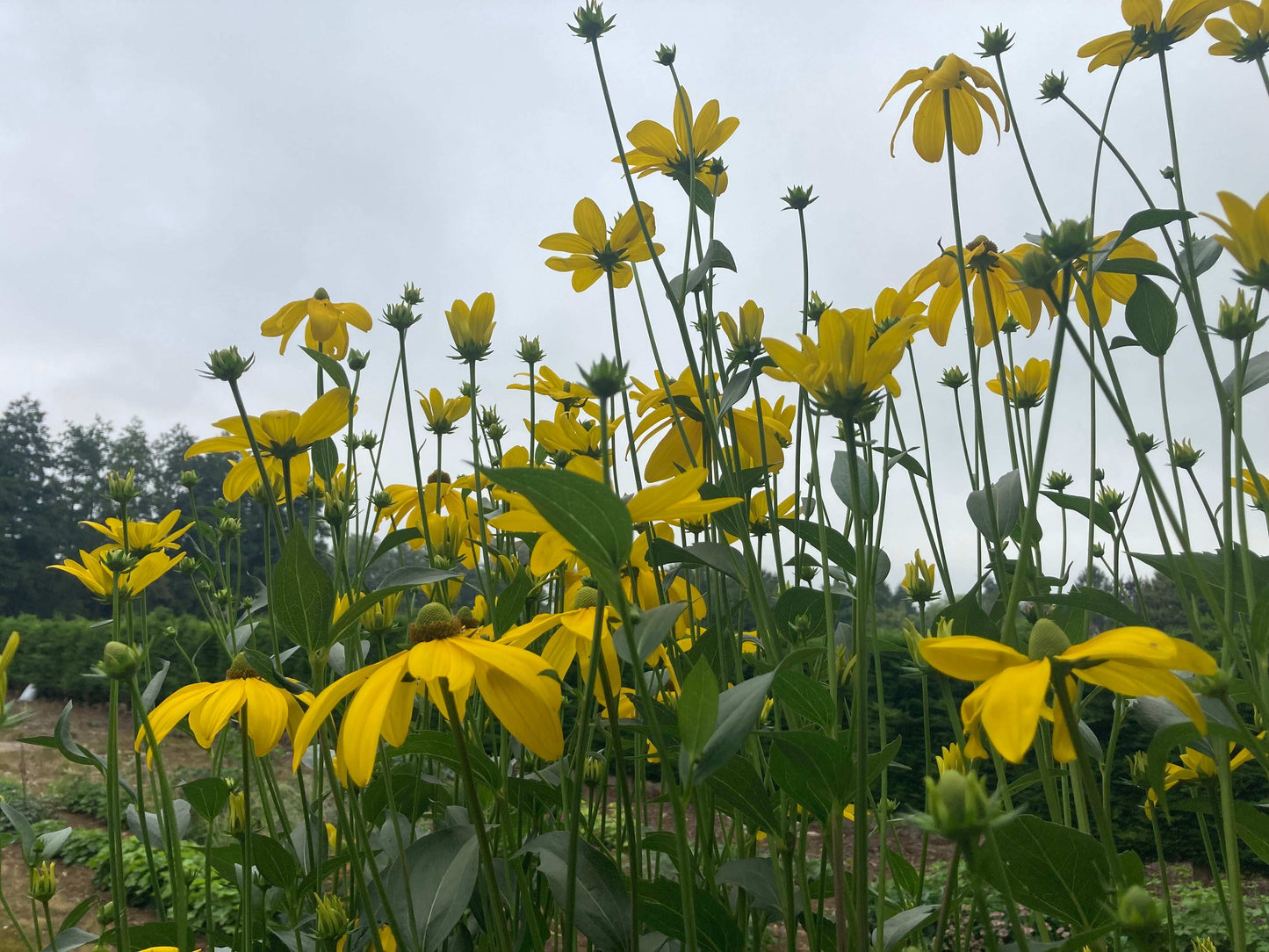 Rudbeckia laciniata Herbstsonne - Champion Plants