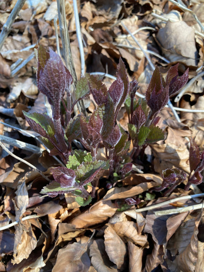 Eupatorium Rugosum 'Chocolate' - Champion Plants