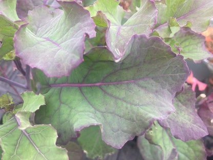 Kale Purple Tree Collard - Champion Plants