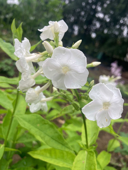 Phlox paniculata David - AGM - Champion Plants