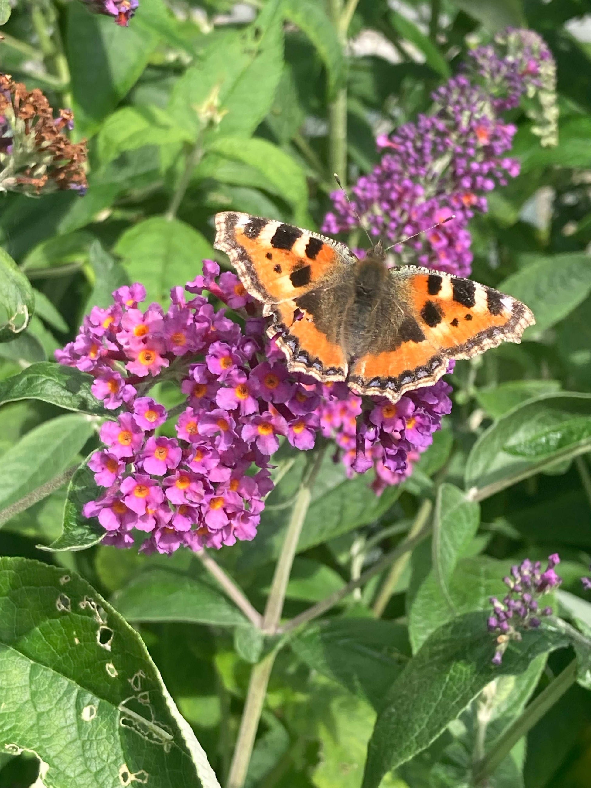 Buddleja (Buddleia) x weyeriana Bicolor (Flower Power) - Champion Plants