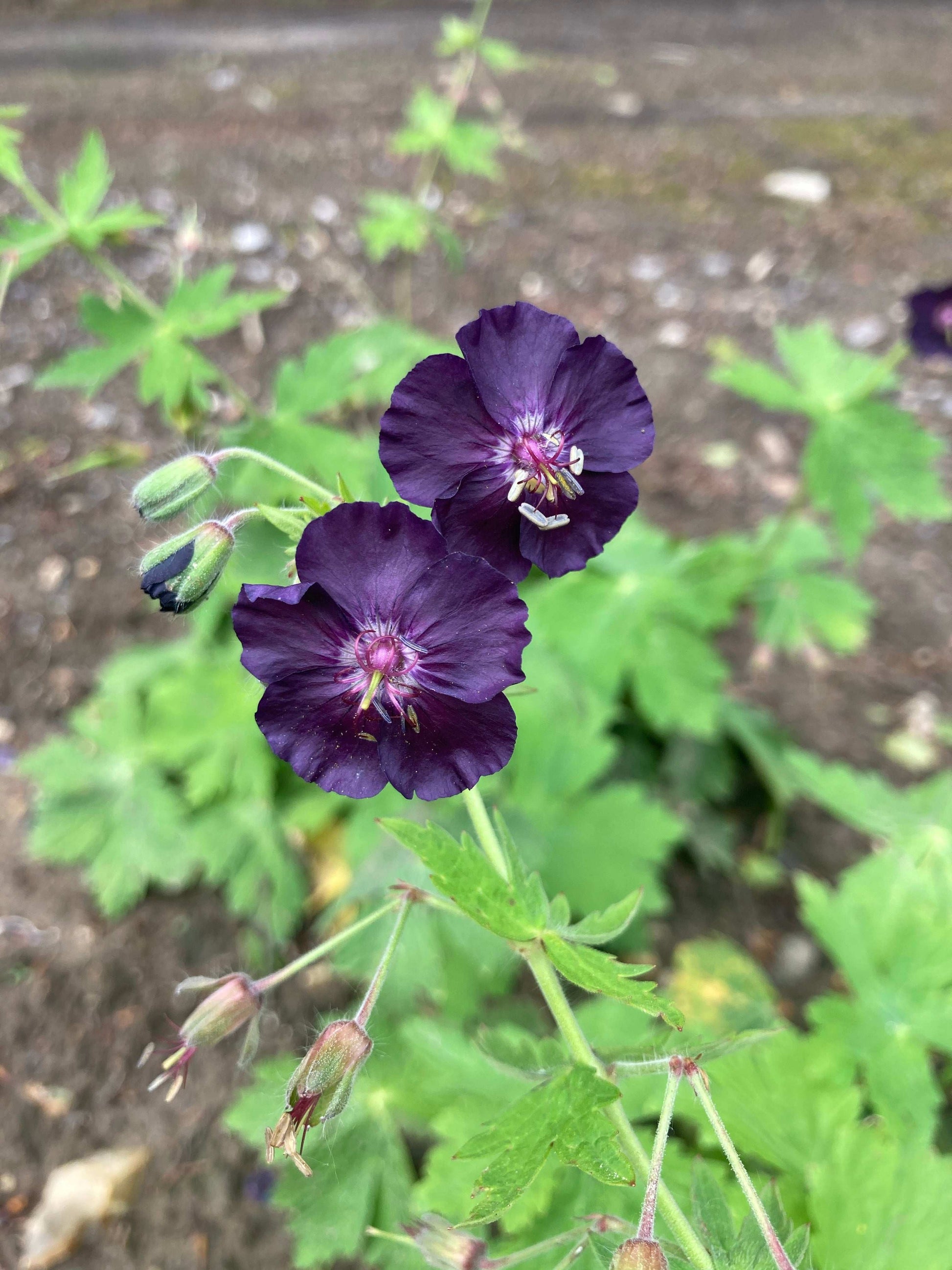 Geranium phaeum Raven - Champion Plants