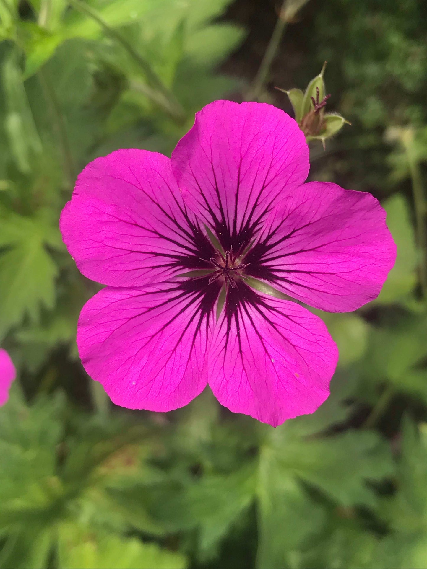 Geranium psilostemon Patricia AGM - Champion Plants