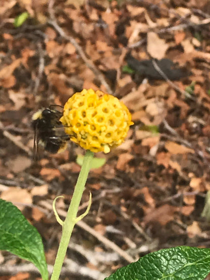 Buddleja (Buddleia) globosa Lemon Ball - Champion Plants