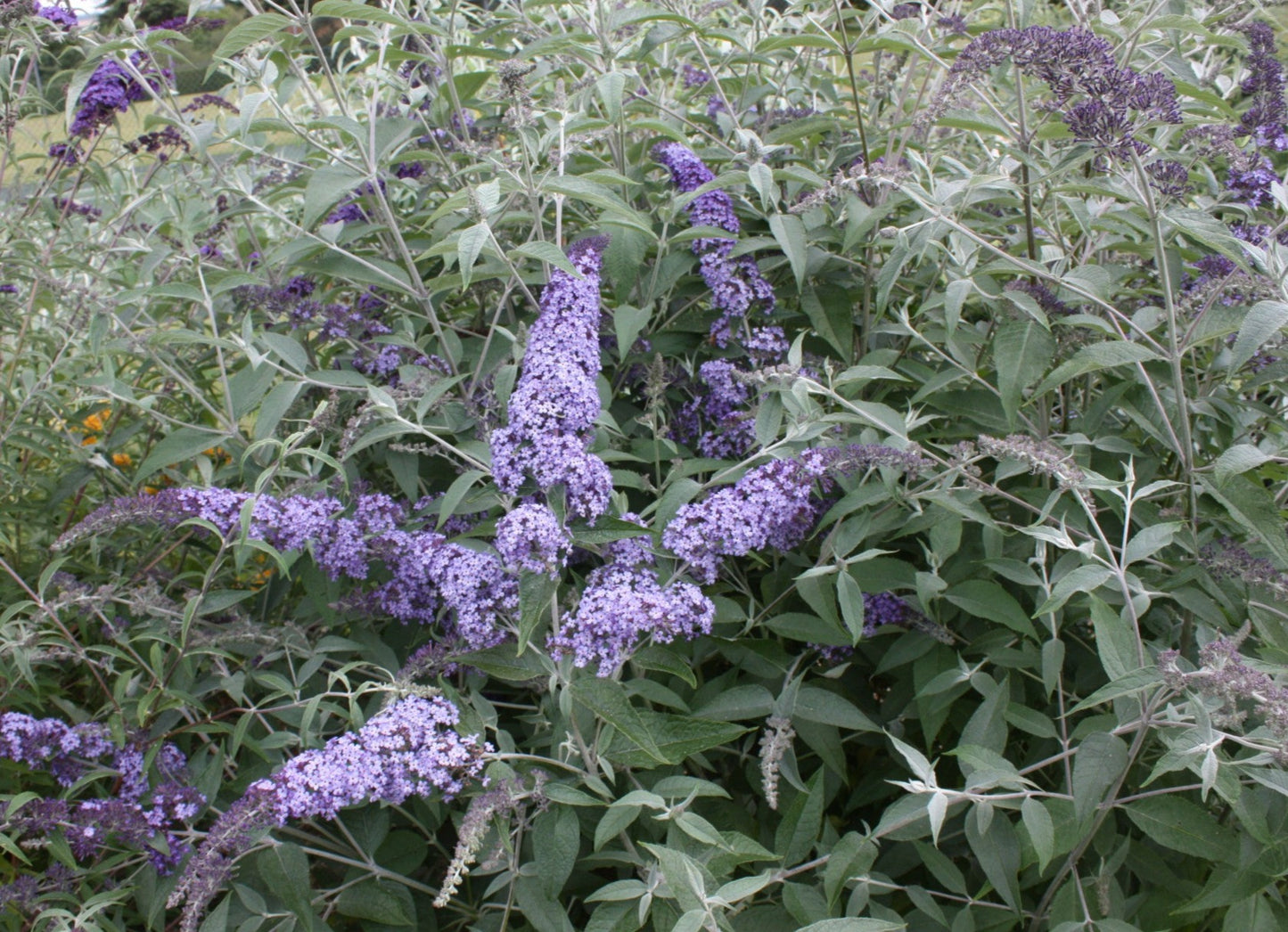 Buddleja davidii Summer House Blue