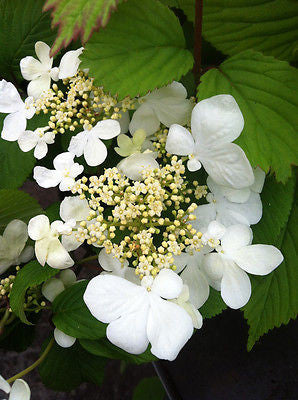 Viburnum plicatum Mariesii - AGM - Champion Plants