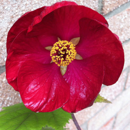 Abutilon Nabob - AGM - Champion Plants