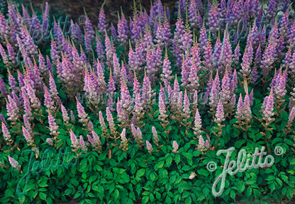 Astilbe Pumila - Champion Plants